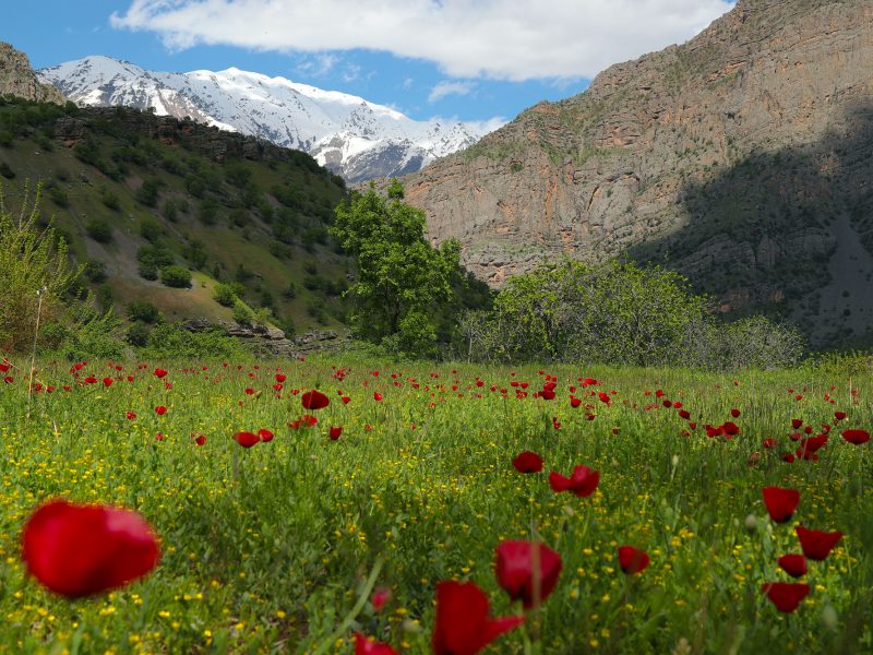 fest travel hakkari